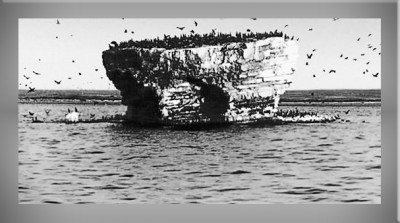 В былые времена,да на Аральском море,был такой остров-назывался &amp;quot;птичий&amp;quot;.