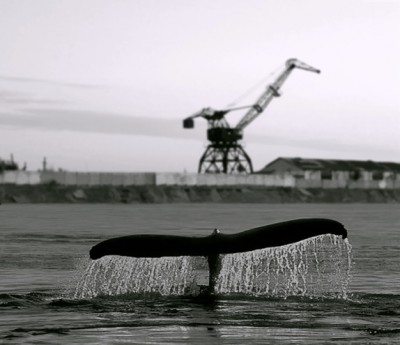 Пришло время и киту,заглянуть в наш порт.