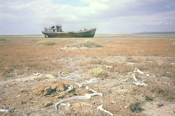 Aral6.jpg