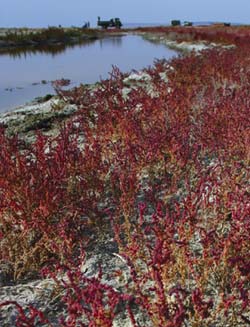 Берег Малого Арала, солянки с красными листьями — там, откуда ушла вода.