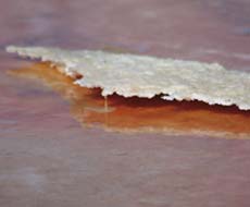 Рапа (выпавшая соль) окрашена в красный цвет фотосинтезирующим пигментом гематохромом, содержащимся в водоросли Дюналиелла.